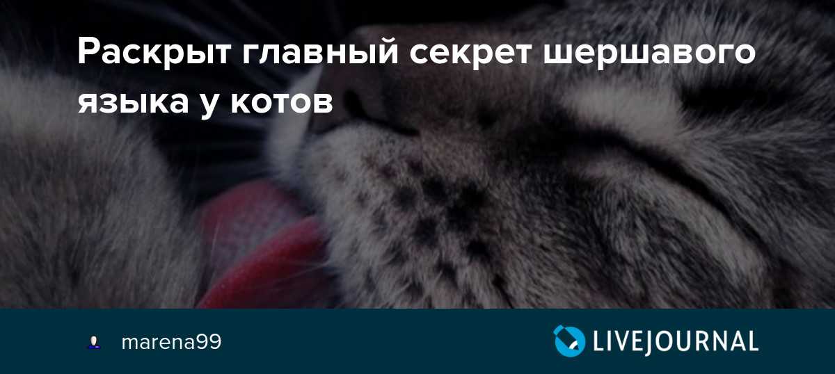 Язык кошек: строение и заболевания | ваши питомцы