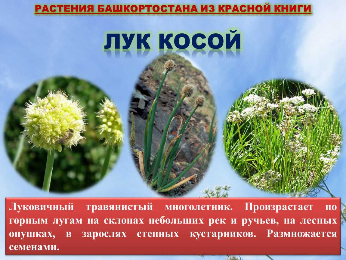 Красная книга башкортостана: животные и растения красной книги башкирии