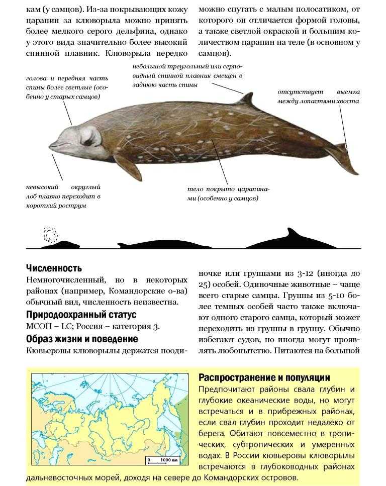 Клюворыл