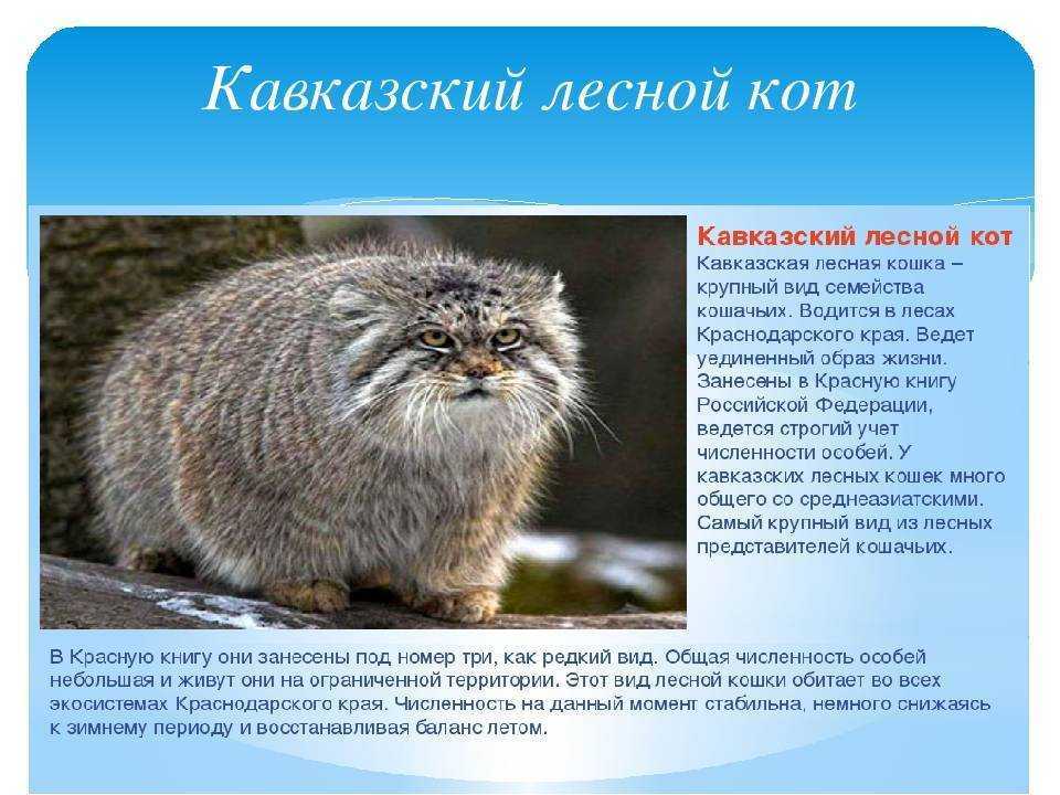 Кавказская лесная кошка: фото, описание, содержание в неволе