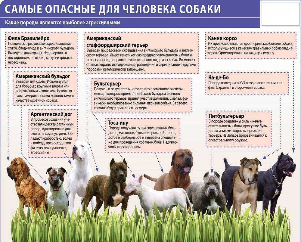 13 пород собак в списке мвд - список, правила, санкции за нарушения