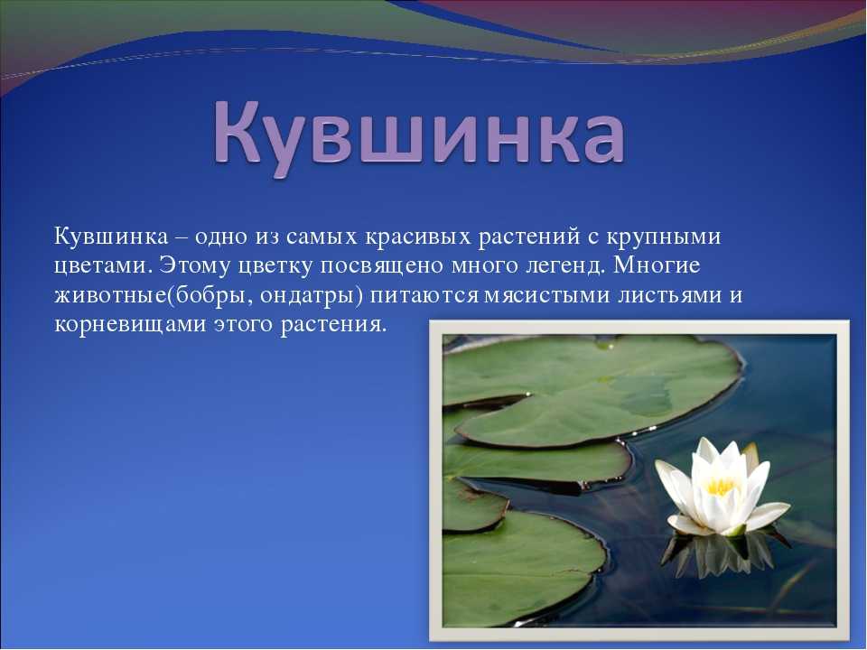 Кувшинка: внешний вид, фото, особенности, интересные факты, среда обитания