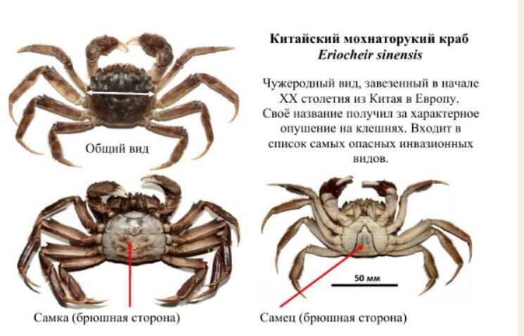 Китайский мохнаторукий краб — verum
