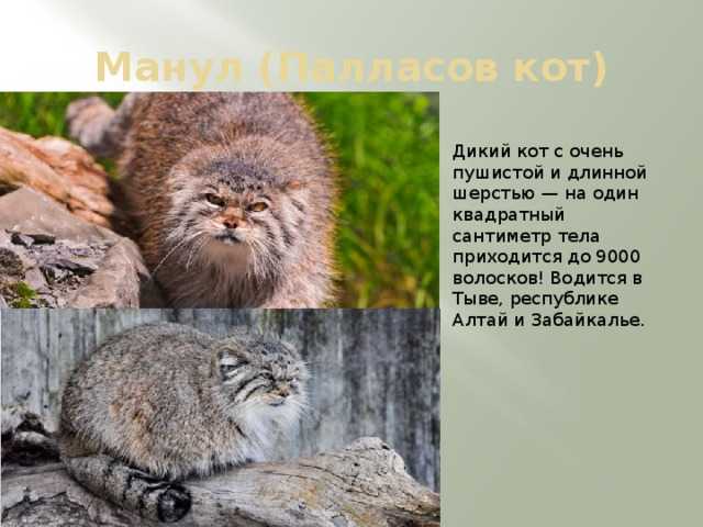 Редкие животные и растения, включенные в красную книгу алтайского края. красная книга алтайского края