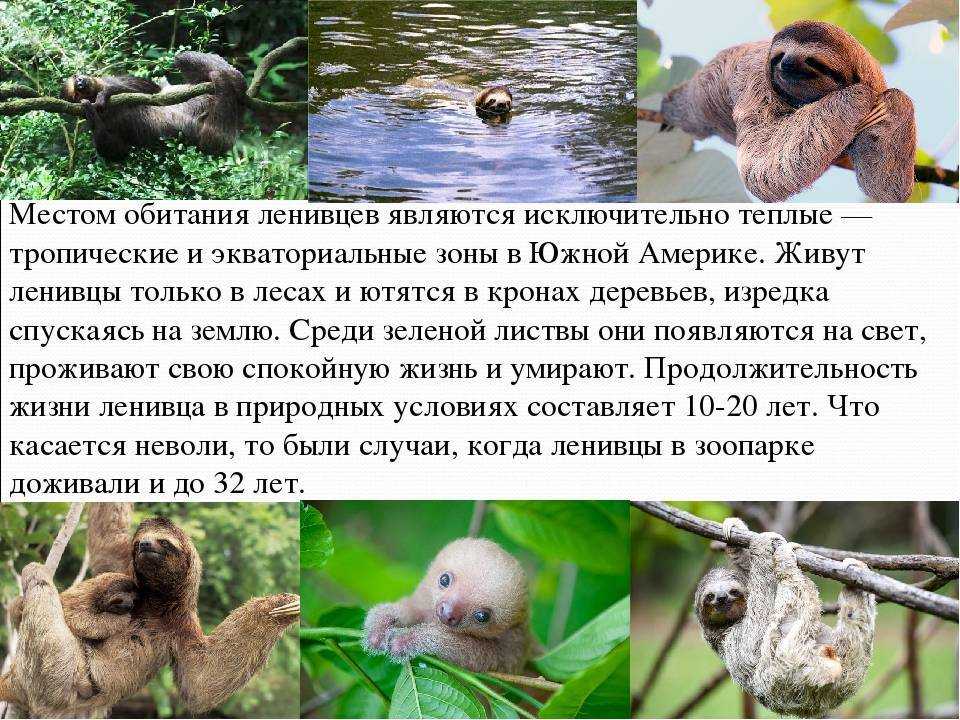 Ленивец – самый медлительный зверь