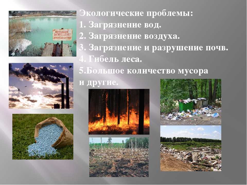Экологические проблемы алтайского края: ресурсы и экологическая обстановка