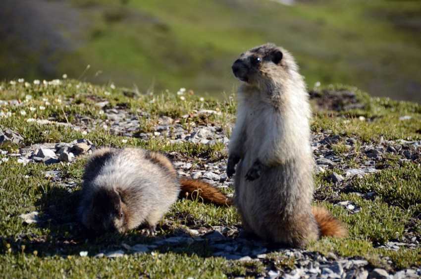 Байбак, степной сурок (marmota bobak)
