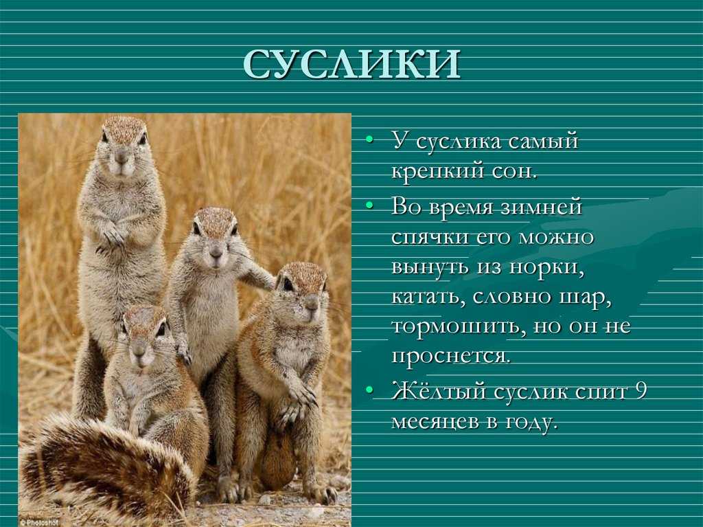 Описание крапчатого суслика из красной книги