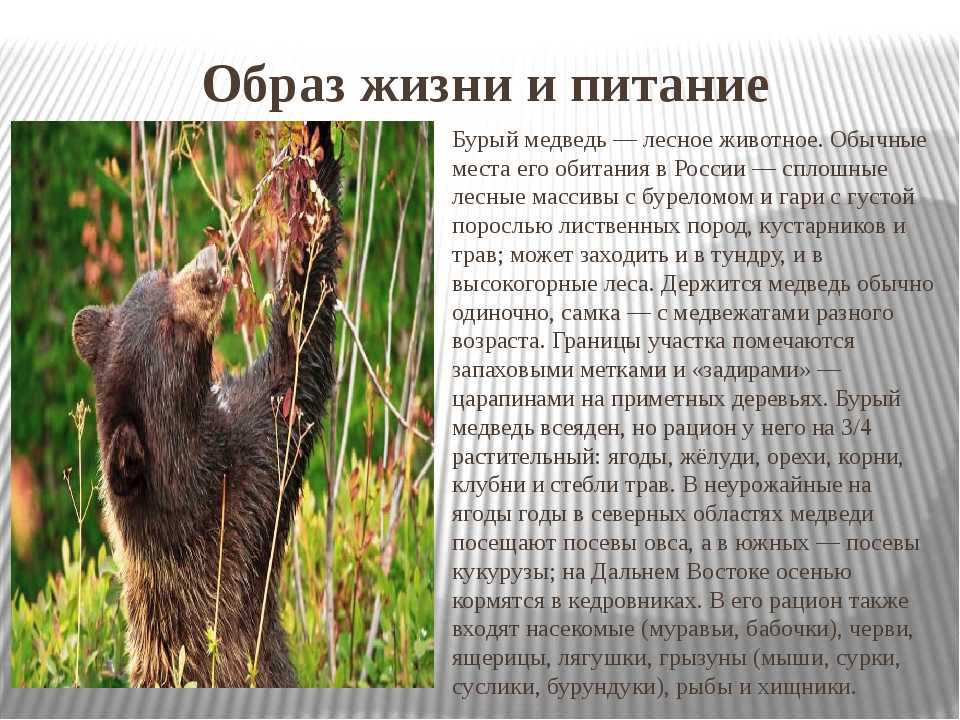Сколько весит малайский медведь. малайский медведь самый редкий вид. образ жизни и среда обитания