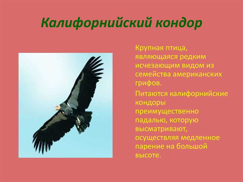 Кондор анд: характеристика, среда обитания, размножение, питание - наука - 2024