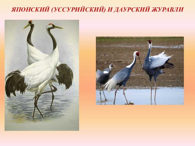 Животные красной книги приморского края: перечень и описание