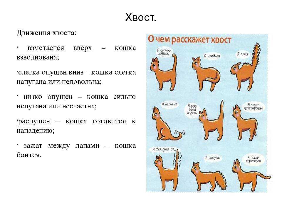 Счастливая кошка: 7 признаков - кот, пёс и я
