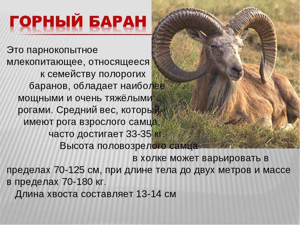 Снежный баран: особенности, распространение и образ жизни (ovis nivicola)