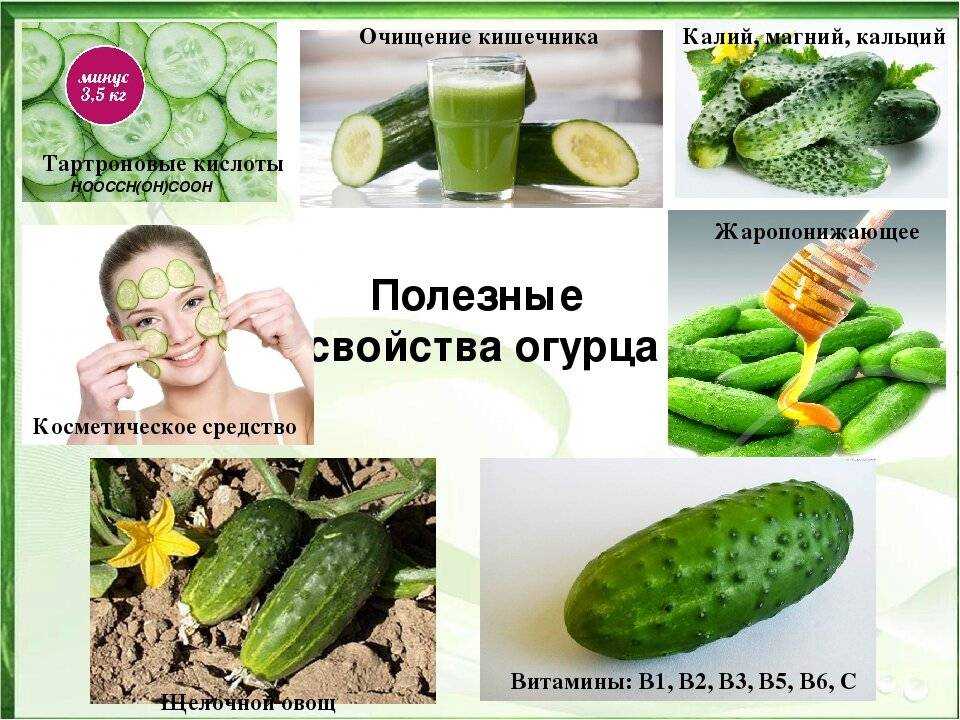 Можно ли собакам овощи