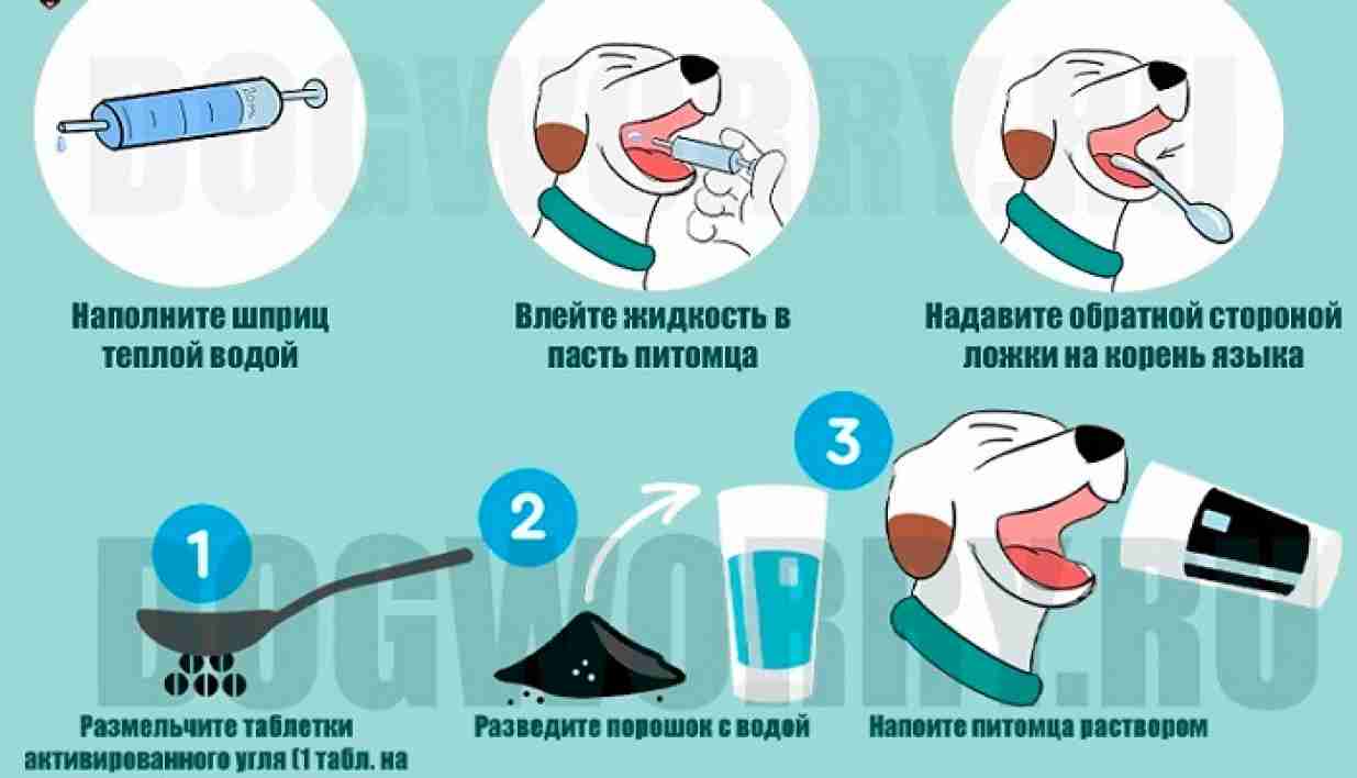 Если собака съела шоколад через сколько симптомы