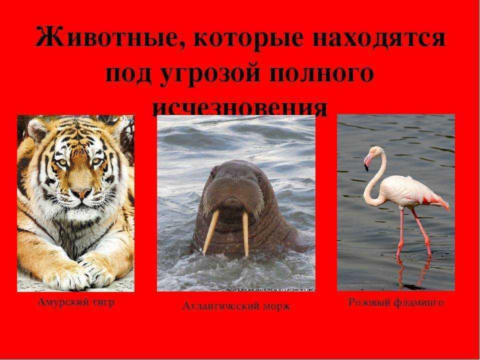 Насекомые красной книги россии: внешний вид, фото, особенности, интересные факты, среда обитания