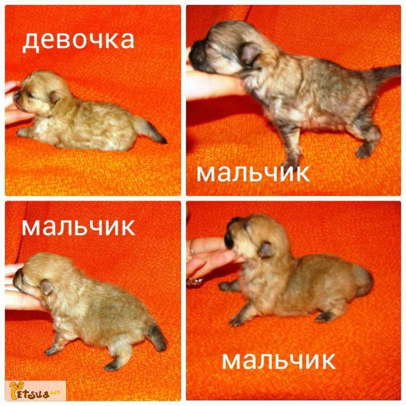 Генетика окрасов шпица - все, что нужно знать о разведении породы