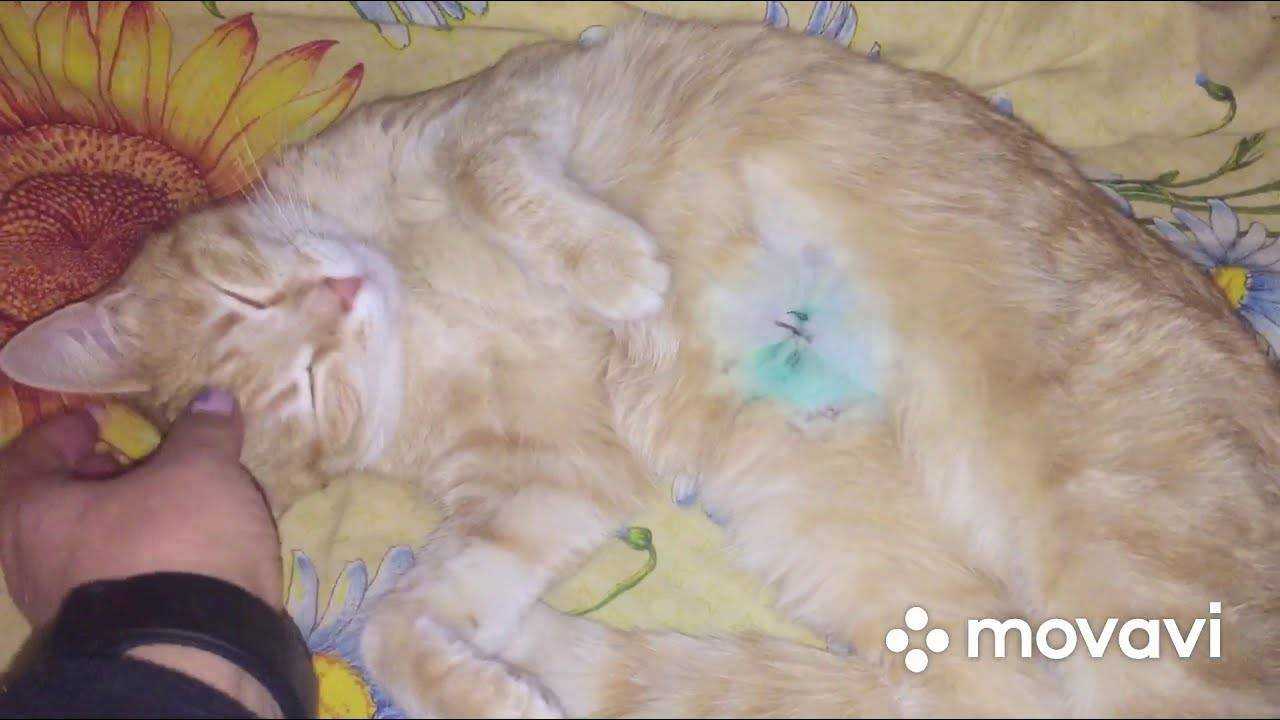 Как узнать, что кошке скоро рожать? поведение +видео