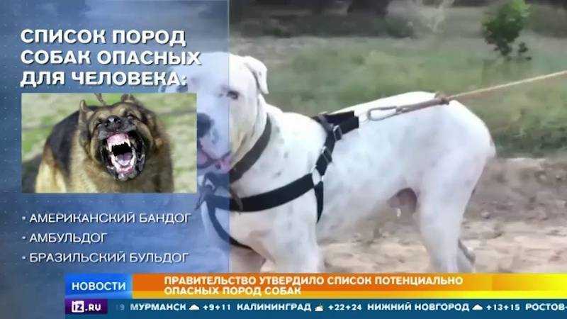 Этих собак будет запрещено выгуливать без поводка и намордника: правительство утвердило список потенциально опасных пород