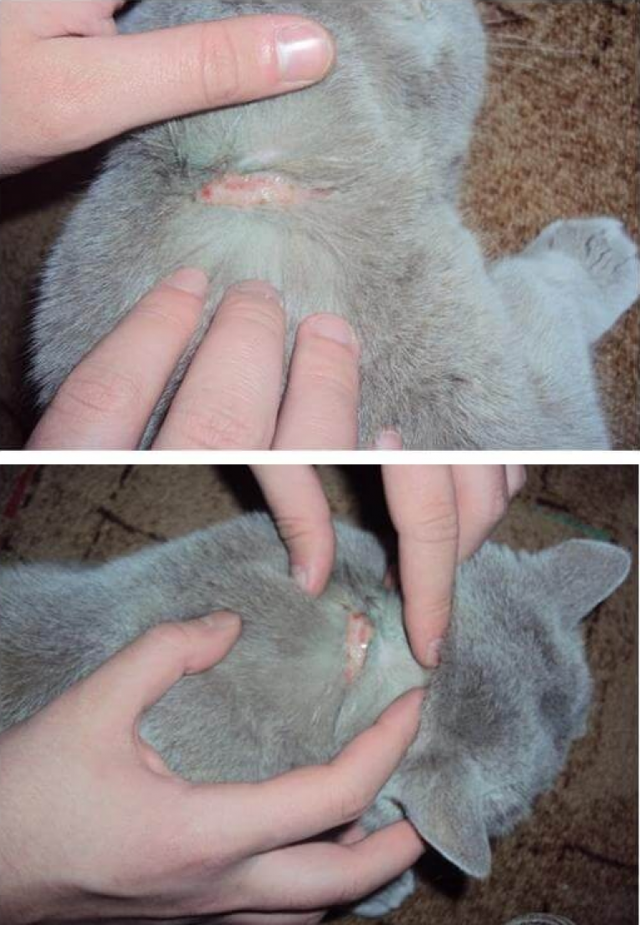 Болячки у кошки на шее