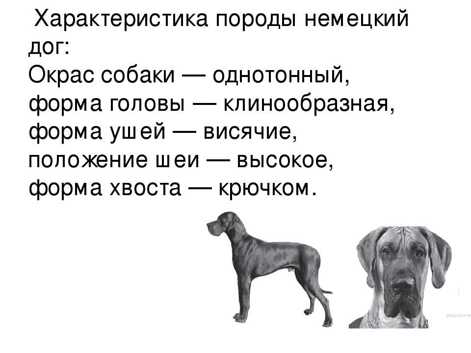 Поденко канарио (канарская борзая): описание породы, фото собаки