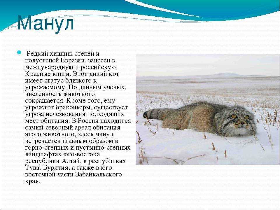 Красная книга забайкальского края - красные книги дальневосточного федерального округа | некоммерческий учебно-познавательный интернет-портал зоогалактика