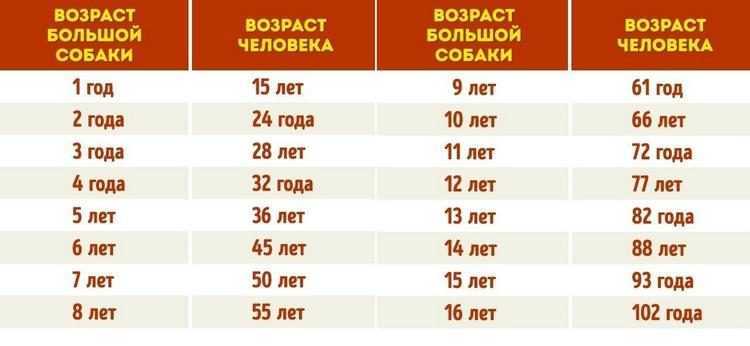 Сколько живут собаки дворняжки в домашних условиях и на улице — средняя продолжительность жизни