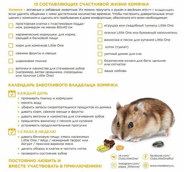 Как кормить хомяка в домашних условиях