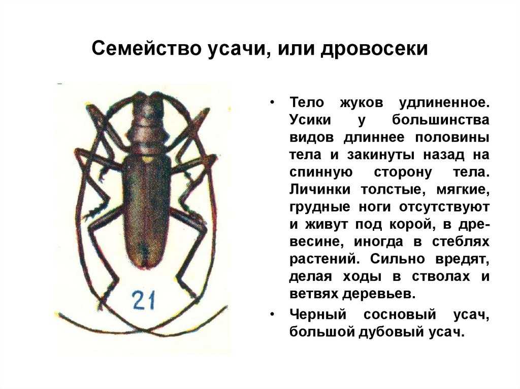 Дровосек реликтовый: описание и фото | полное руководство - зверосити
