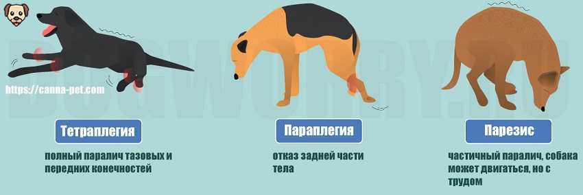Ювенильный паралич гортани у собак лечение. отек гортани у собаки: причины, симптомы и лечение