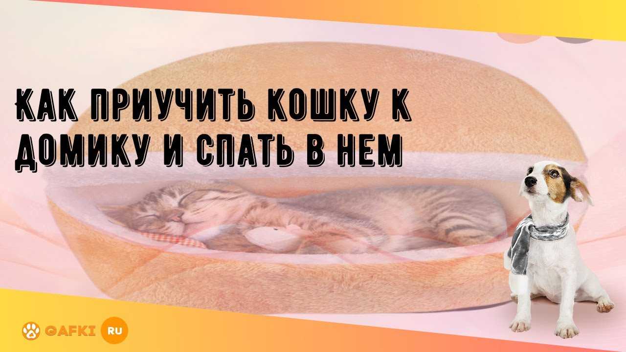 Рейтинг лучших снотворных и успокоительных средств для кошек на 2024 год