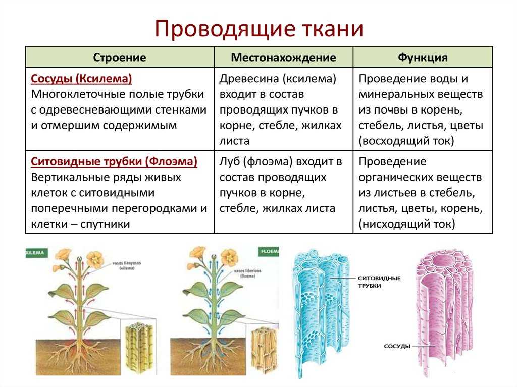 Сосудистое растение - vascular plant