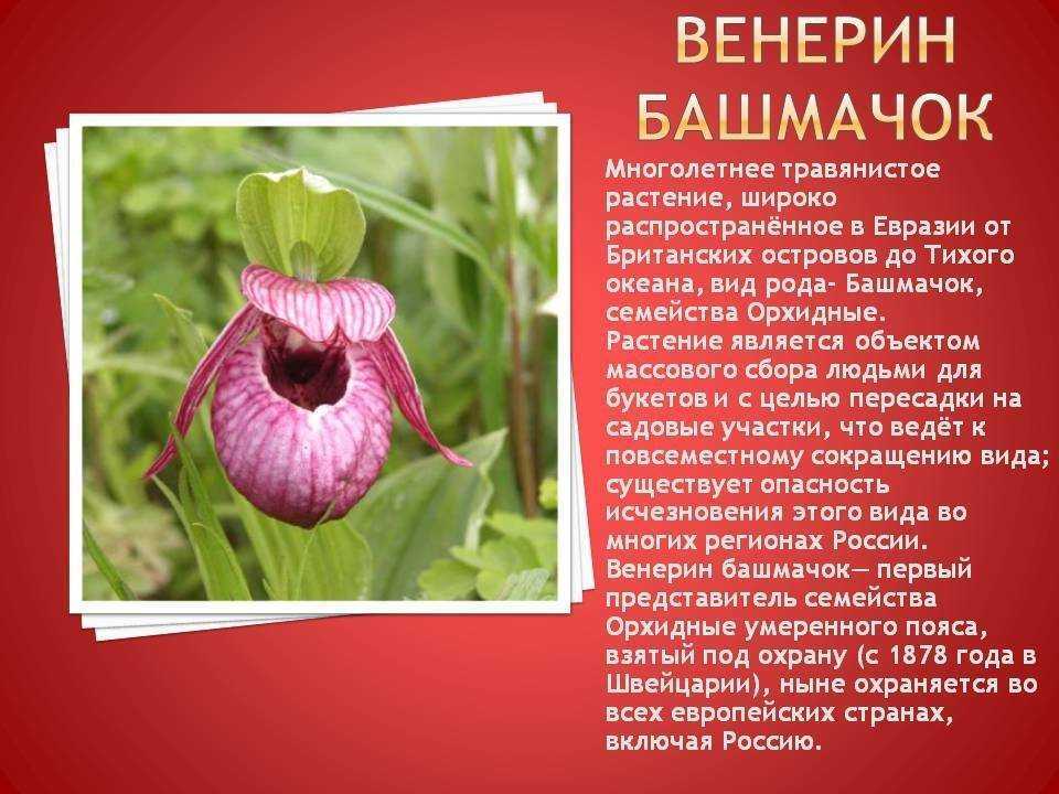 Исчезнувшие виды растений в россии