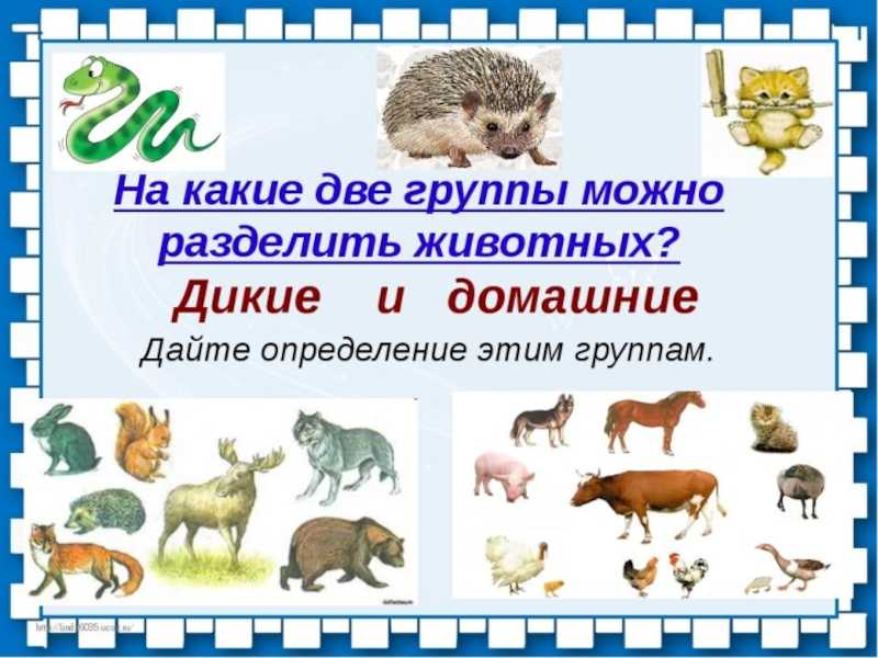 Заяц