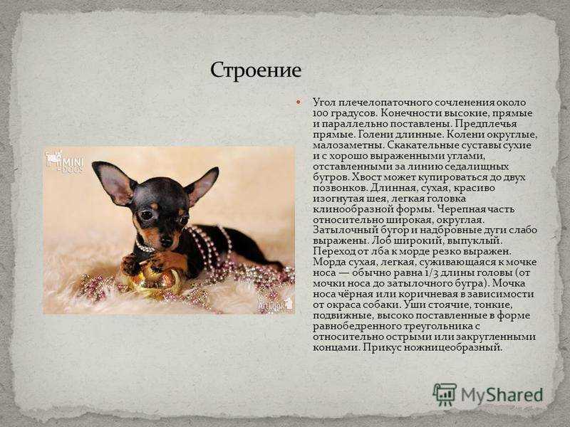 Как правильно ухаживать за русским той терьером