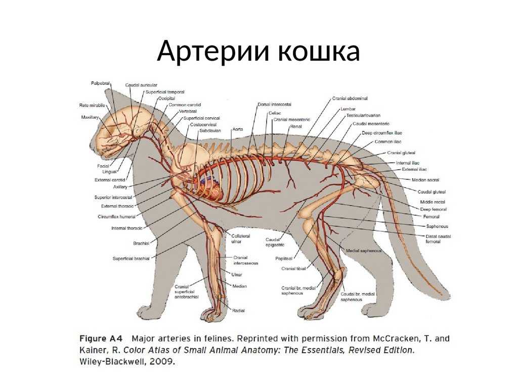 Холка у кошки: инструкция по применению