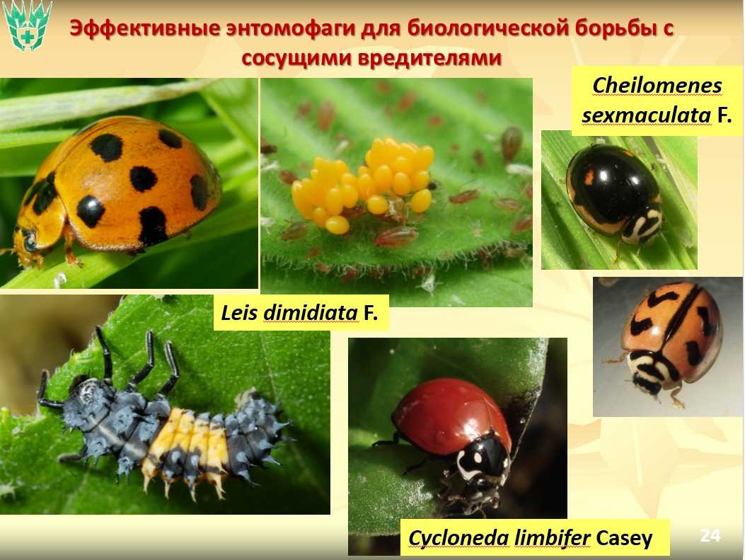 Отряды насекомых, их виды, строение и размножение