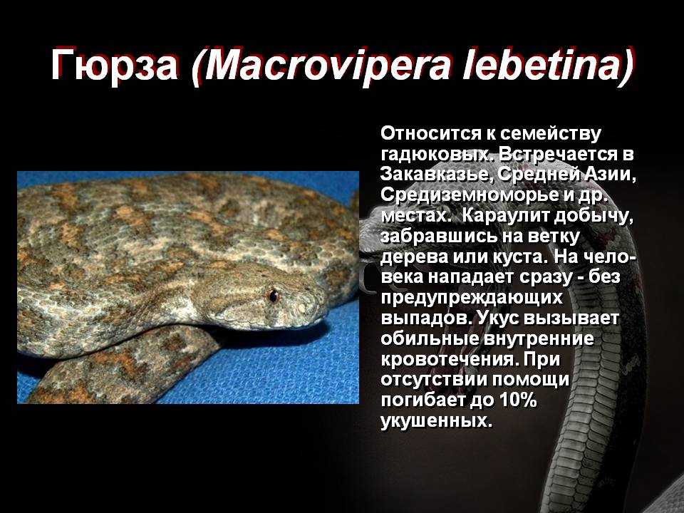 Гюрза в красной книге россии