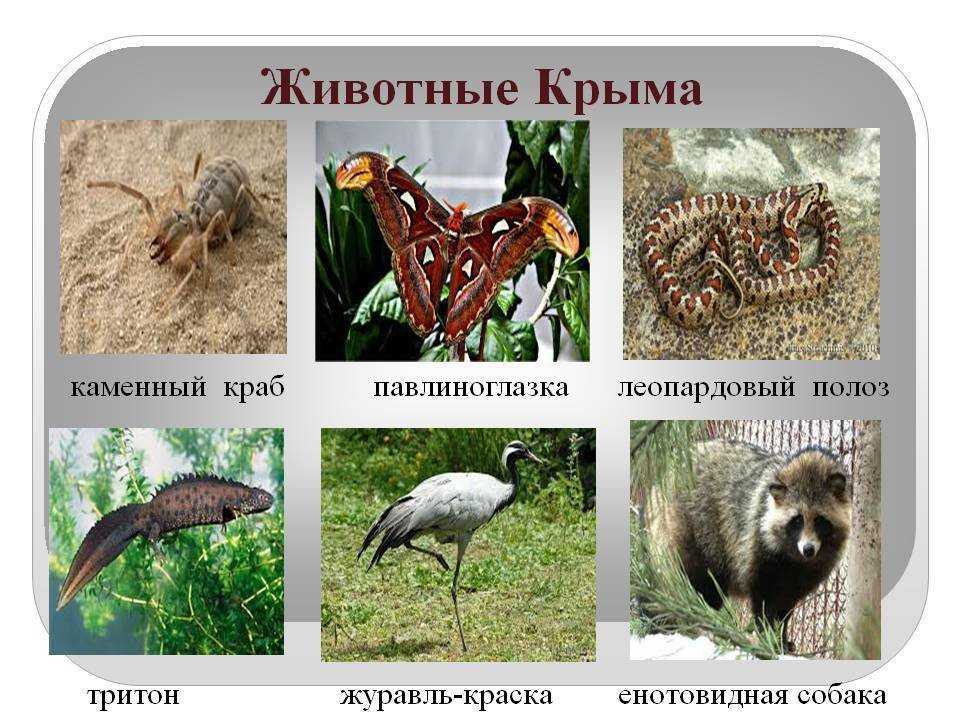 Животные, занесённые в красную книгу республики крым