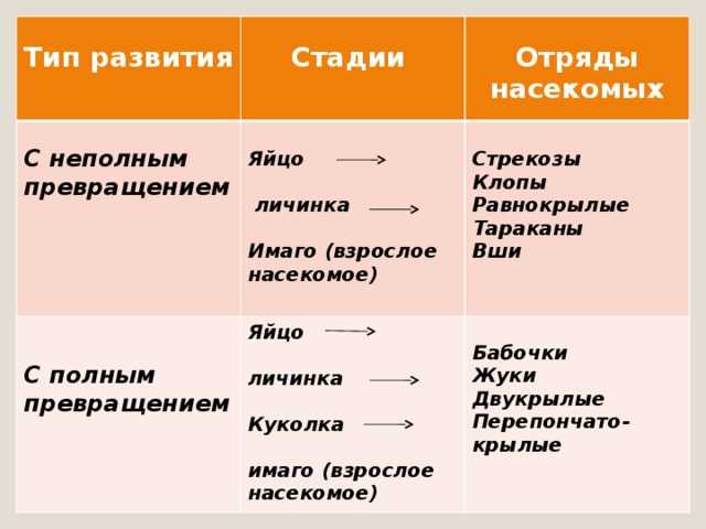 Отряды жесткокрылые, чешуекрылые, двукрылые 7 класс онлайн-подготовка на ростелеком лицей | тренажеры и разбор заданий
