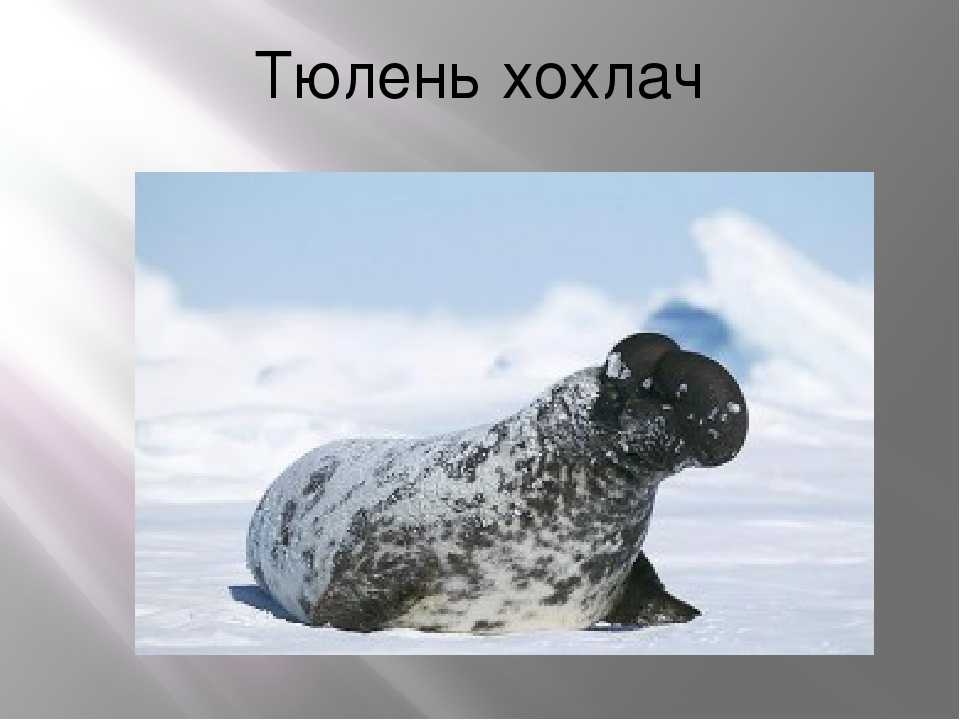 Тюлень 🔥 описание животного, особенности, виды, образ жизни