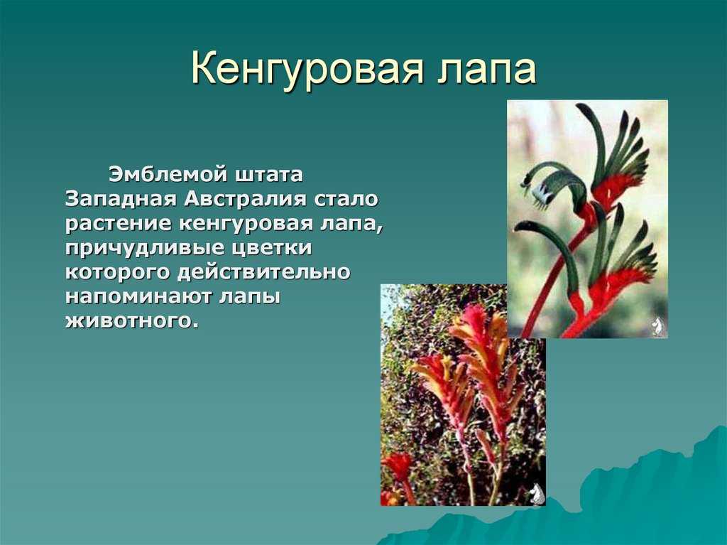 Byblis giganteaописание а также таксономия