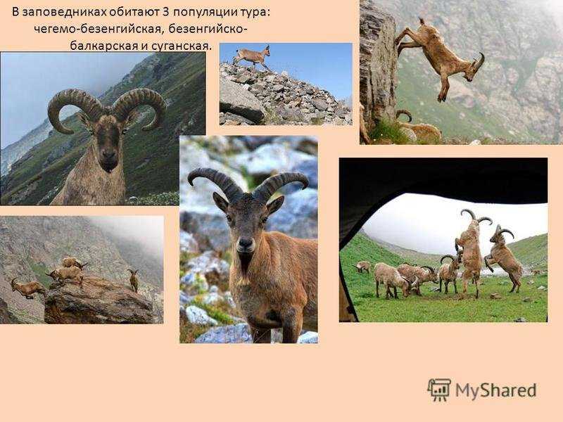 Широкоухий складчатогуб