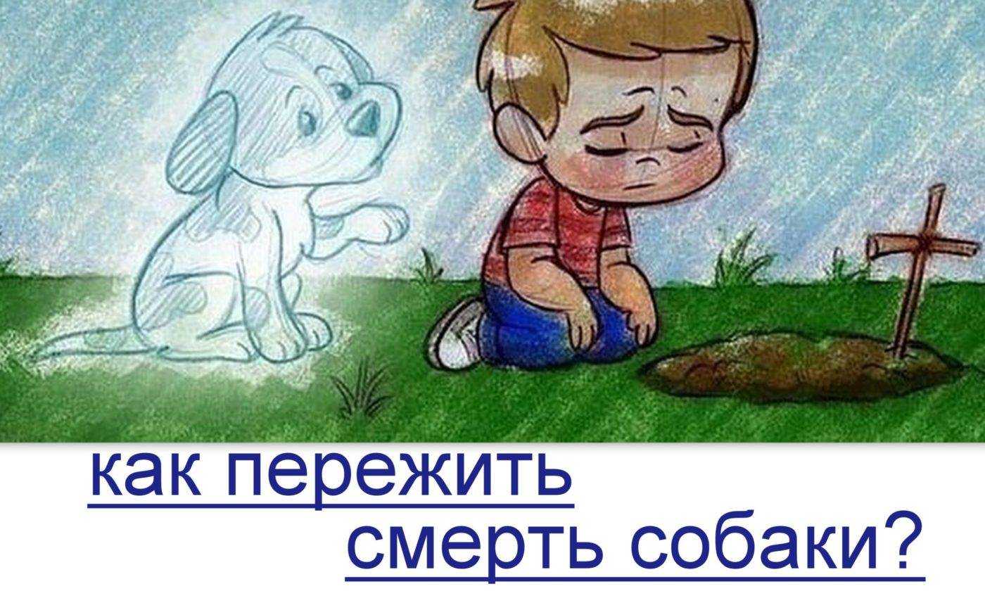Как пережить смерть собаки: советы психологов | звери дома