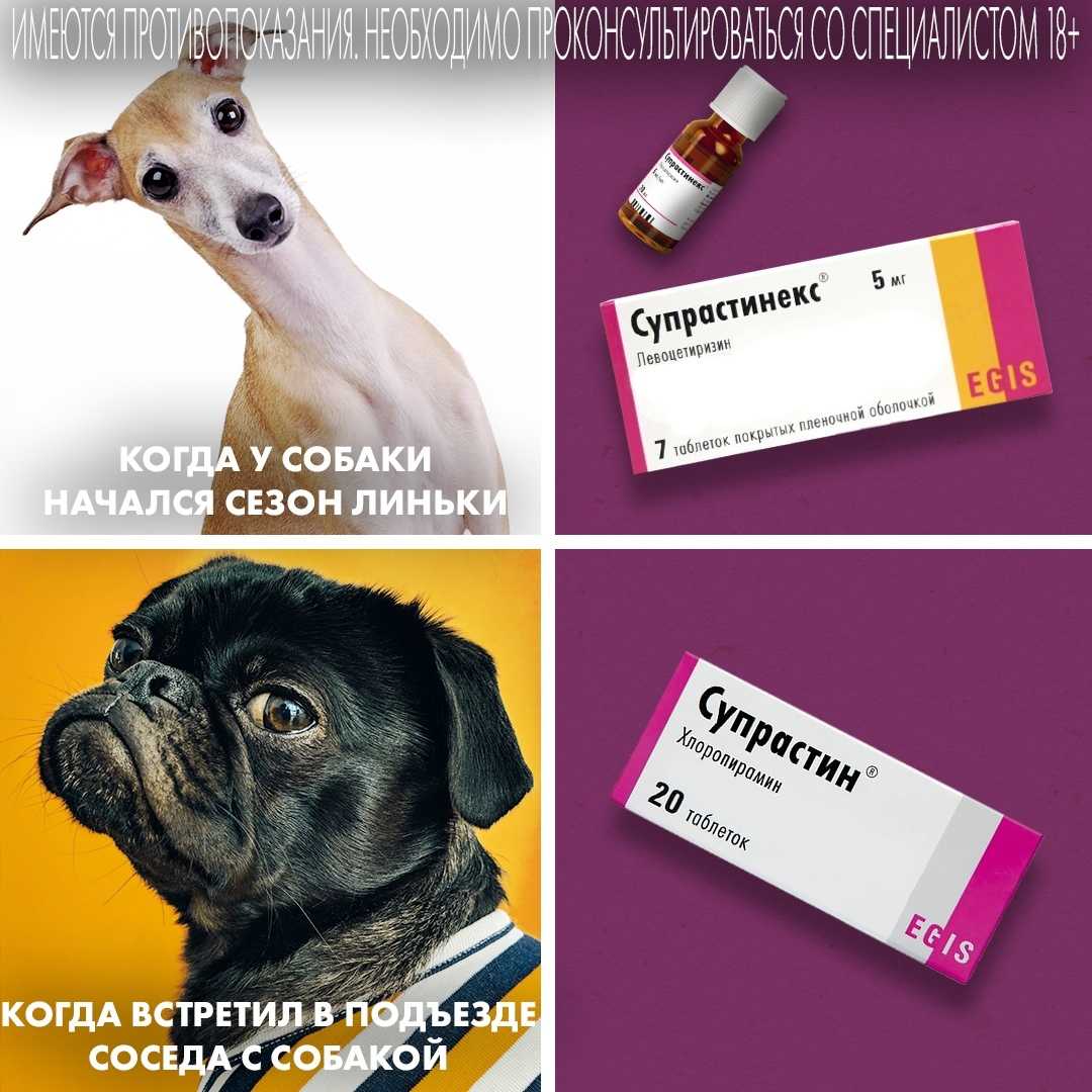 Таблетки от аллергии для собак - список назначаемых лекарств