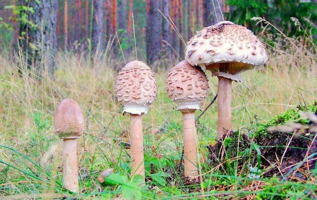 Съедобные грибы-зонтики: фото и описание