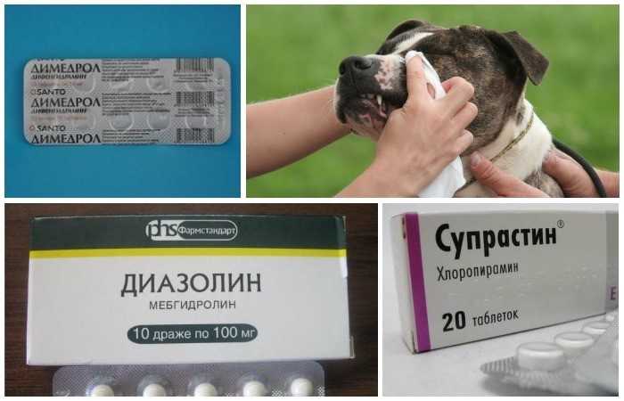 🐶лучшие аналоги апоквела для кошек и собак на 2024 год