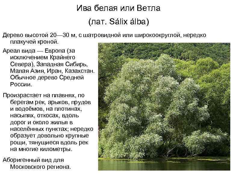 Ива белая — ртищевская энциклопедия