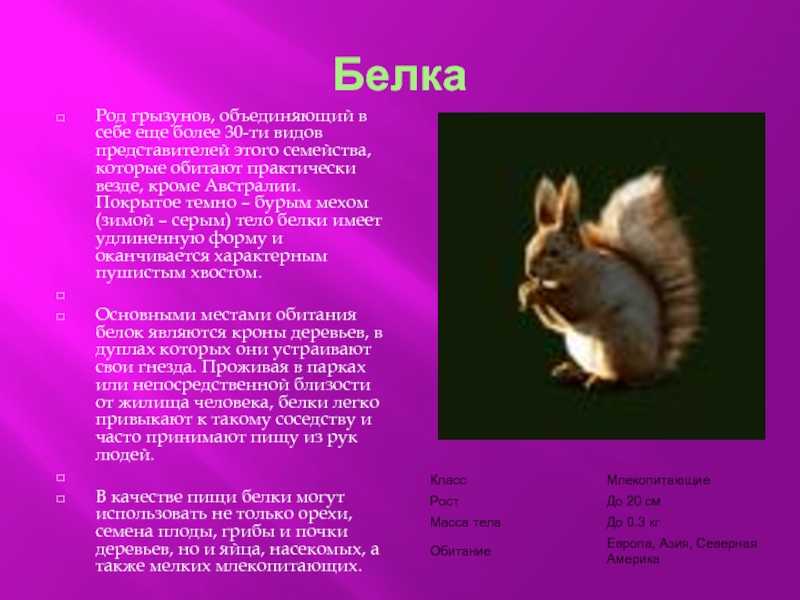 Белка