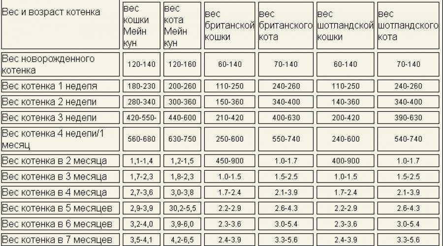 Размер и вес абиссинской породы кошки: взрослые и детеныши
